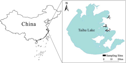Figure 1. Study sites of Lake Taihu