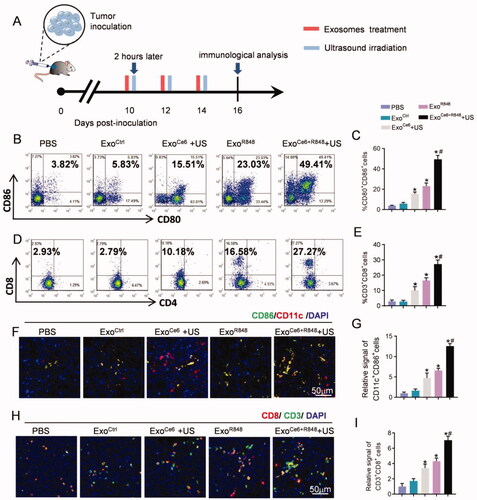 Figure 6. Exosomes in each treatment group for activating DCs and anti-tumor T-cell immune response by flow cytometric analysis and immunofluorescence. (A) Schematic diagram of the experimental procedure. Exosomes (109 particles/mL) were injected three times at an interval of two days, and their dose was 2 × 109 particles/kg body weight per injection. Insonation (1 MHz, 2.0 W cm−2, 20% duty cycle, 5 min) was applied two hours after administration. Tumors were excised for immunological analysis on day 16 after inoculation RM-1 cells. Flow cytometric analysis of (B) proportion of mature DCs (CD80+CD86+) over CD11c+ DCs and (D) CD8+ T cells over CD3+ T cells at the tumor tissues with different treatments. (C, E) Statistical results of (B) and (D), respectively (n = 5). (F) Immunofluorescence staining of CD11c+ CD86+ in tumor sections after different treatments. (H) Immunofluorescence staining of CD3+ CD8+ in tumor sections after different treatments. (G, I) Statistical results of (F) and (H), respectively (n = 5). Data are expressed as mean ± SEM, one-way ANOVA, *p<.05, ExoCe6+US, ExoR848, ExoCe6+R848+US versus ExoCtrl; #p<.05, ExoCe6+R848+US versus ExoR848.