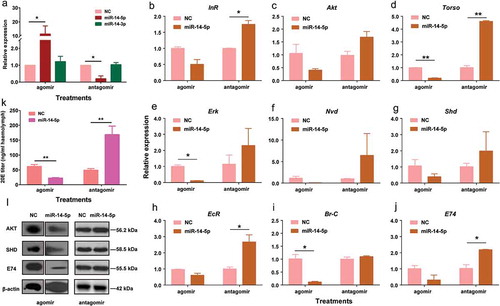 Figure 7. Oversupply or inhibition of bmo-miR-14-5p significantly disturbed the protein accumulation of targets and titers of 20E. (a) Injection of agomir-14-5p significantly increased the abundance of miR-14-5p, whereas injection of antagomir-14-5p significantly decreased the abundance of miR-14-5p at 24 h post injection. The injection has no effect on the expression of miR-14-3p. (b-j) Expression of target genes after overexpression or inhibition of Bmo-miR-14-5p. (k) Injection of agomir-14-5p significantly reduced 20 titers at 24 h post injection whereas antagomir-14-5p treatment led to an increase of 20E titers at 24 h post injection. Data were represented as mean ± SEM with triplicates (n = 3) and analyzed by Student’s t tests. The statistically significant differences are indicated with asterisks. * p < 0.05, ** p < 0.01. (l) Western blotting for determination of the target protein levels. Abundance of proteins were examined by specific antibody against BmAKT, BmSHD, and BmE74 with β-actin as a loading control.