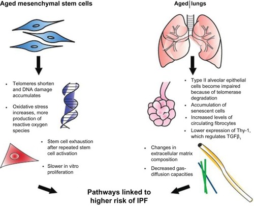 Figure 1 Effects of aging on mesenchymal stem cells and the lungs.