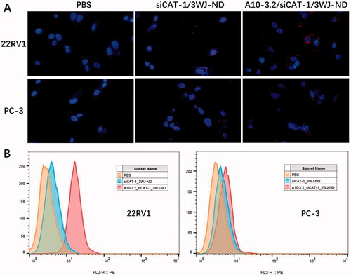 Figure 8. Targeting binding of NDs to 22RV1 cells. (A) Targeting binding of non-targeted siCAT-1/3WJ-NDs and targeted A10-3.2/siCAT-1/3WJ-NDs to PSMA(+) 22RV1 cells by fluorescence microscope, PSMA(–) PC-3 cells used as control. (B) Corresponding flow cytometry analysis of the above groups.