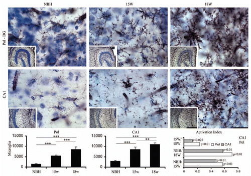 Figure 5 Top and bottom: low and high power photomicrographs of the polymorphic layer of dentate gyrus (Pol-DG) and CA1 of activated microglia stained with Lycopersicum esculentum histochemistry after 15 or 18 w.p.i. Graphic representations illustrate the mean values and error bars of the total number of activated microglia in the polymorphic layer of dentate gyrus (left) and CA1 (middle) and of the activation index (right) of microglia in CA1 and polymorphic layer. Activation index was estimated by the following equation AI18/NBH = (ME718w − NBH)/(ME718w + NBH) or AI18/15 = (ME718w − ME715w)/(ME718w + ME7 15w) or AI15/NBH = (ME715w − NBH)/(ME715w + NBH) where AI is the activation index in the period and ME718w, ME715w and NBH are the estimates of the number of objects of interest at 15 and 18 w.p.i. in each region for each experimental group. Significant differences are indicated by (*) and the probability values by p level; (*) = 0.05; (**) = 0.025; (***) = 0.01. Scale bars: Scale bars: low power 250 µm; high power 25 µm.