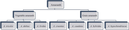 Figure 1. Amaranth species used in nutrition.