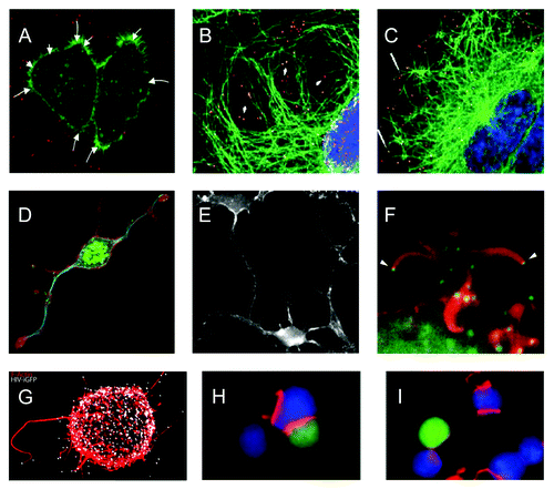Figure 4. Illustrations of viral use and manipulation of the cytoskeleton through Rho GTPase signaling during virus entry, egress, and interaction with immune cells. (A) Actin(green)-dependent surfing of Avian Leukosis Virus particles (red) along filopodia to the cell body during virus entry. (B-C) Rac1-mediated microtubule(green)-based transport of adenovirus particles (red) to the nucleus (blue) during virus entry. Cells in (C) were treated with the Rac1 inhibitor NSC23766 and show reduced association of virus particles with microtubules and reduced accumulation of virus particles at the nuclear rim. (D-E) Similar phenotype of actin-based cell projections induced by the alphaherpesvirus pseudorabies virus US3 protein kinase (D) and vaccinia virus F11 protein (E). (D) shows actin (red), microtubules (blue) and virus particles (green), (E) shows actin cytoskeleton. (F) Actin(red)-dependent expulsion of vaccinia virus particles (green) from infected cells during virus egress. (G-I) Effects of HIV Nef-PAK2 signaling on HIV interaction with immune cells. (G) Nef-mediated production of virus particle (white)-tipped filopodia (red) in dendritic cells. (H-I) HIV (H) is unable to disturb actin-dependent immunological synapse (red) formation between infected Jurkat T cells (green) and Raji B cells (blue), whereas wild-type HIV disturbs immunological synapse formation (I). Image sources: (A) Lehmann et al., 2005, J Cell Biol, (B,C) Warren and Cassimeris, 2007, Cell Mot Cytoskeleton, (D) Image courtesy of Herman Favoreel, (E) Valderrama et al., 2006, Science, (F) Cudmore et al., 1995, Nature, (G) Aggarwal et al., 2012, PLoS Path, (H, I) Rudolph et al., 2009, J Virol.