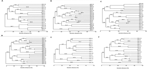 Figure 4. Box-PCR dendrograms. (a) Strains isolated from control soils after 30 days; (b) Strains isolated from polluted soils with oxyfluorfen after 30 days; (C) strains isolated from control soils after 60 days; (d) Strains isolated from polluted soils with oxyfluorfen after 60 days; (e) Strains isolated from control soils after 90 days; (f) Strains isolated from polluted soils with oxyfluorfen after 90 days.