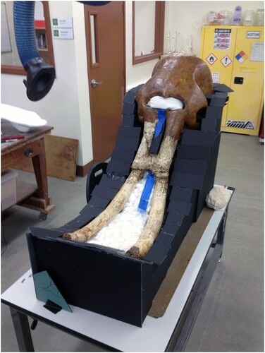 FIGURE 21. Specimens too large for a sandbox must have their flange surfaces made a different way. Here, scrap foam core has been cut and stacked around the skull of LACM (CIT) 106/14 to create the flange surface along the dividing line.