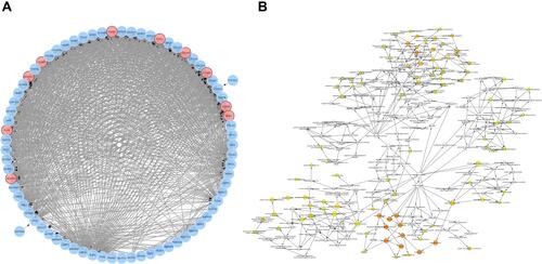 Figure 3 PPI-network and Bioanalysis chart. (A) Co-expression of hub genes. The blue nodes are co-expressed genes, and the red nodes are hub genes. (B) Some biological process diagrams of hub genes. The size of the node refers to the ontology of the gene. The color depth of the node refers to the adjusted P value.