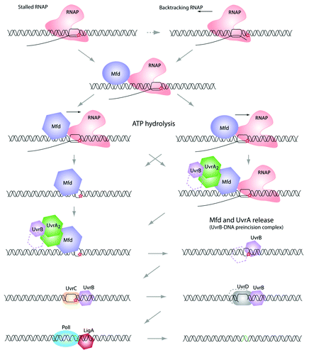 Figure 1. Transcription coupled repair pathway. When the elongating RNA polymerase reaches a DNA lesion on the template strand, it becomes stalled. At this point, some backtracking events may occur (the 3′-end of the nascent RNA is extruded from the catalytic site). Because a stalled RNA polymerase masks the damage from other proteins (e.g., UvrA and UvrB, see below), it needs to be displaced. This task is achieved by the Mfd (TRCF). Mfd dissociates the RNA polymerase and the nascent transcript, and recruits the UvrAB complex. Then, UvrB-DNA is forms the “pre-incision complex” allowing the recruitment of UvrC, which double-incises the DNA molecule. Finally, UvrD removes the damaged nucleotide sequence and PolI synthesizes a new cDNA, which will be ligated by LigA. Note that the precise mechanism of this repair pathway is still not fully understood and several important questions need to be answered. Among them: does Mfd interact with the RNA polymerase and UvrA at the same time? What is responsible for Mfd conformational changes that allow the “UvrA interacting domain” to be exposed?