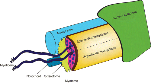 Figure 2.  Caricature showing the structures in the skeletal muscle. In general, the main skeletal muscle anatomy consists of the dermomyotome, myotome and sclerotome, and is conserved throughout species. The dermomyotome is the source of the primary myotome, as well as contributing to the formation of the dermis, the endothelial and smooth muscle cells. The dermomyotome is divided into epaxial and hypaxial domains, which give rise to the epaxial muscle (deep muscle of the back) and hypaxial muscles (appendicular musculature, abdominal muscles, diaphragm, hypoglossal chords) respectively.