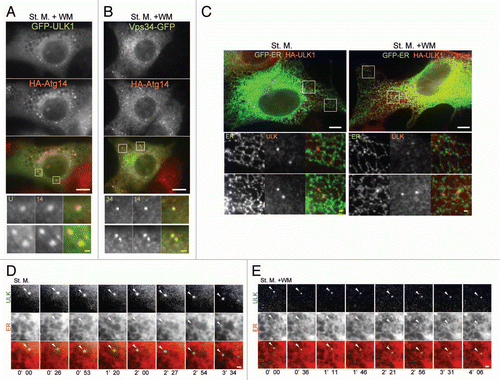 Figure 6 ULK1 puncta tightly associate with the ER membrane. (A and B) NIH3T3 cells stably expressing GFP-ULK1 (A) or Vps34-GFP (B) together with HA-Atg14 were cultured in starvation medium with 0.2 µM wortmannin for 1 hour. Cells were then fixed, permeabilized, and subjected to immunofluorescence microscopy using anti-HA and anti-GFP (for GFP-ULK1) antibodies. signal color is indicated by color of typeface. St. M., starvation medium; WM, wortmannin. Scale bars, 10 µm (white) and 1 µm (yellow). (C) MEFs stably expressing GFP-ER (containing transmembrane region of rat cytochrome b5) and HA-ULK1 were cultured in starvation medium, with or without 0.2 µM wortmannin for 1 hour, and then subjected to immunofluorescence microscopy using anti-GFP and anti-HA antibodies. (D and E) selected frames from time-lapse movies of MEFs stably expressing GFP-ULK1 and mRFP-ER in starvation medium, with (E) or without (D) 0.2 µM wortmannin are shown. The cells were imaged starting from 30 minutes (D) or 90 minutes (E) after the starvation treatment commenced. Localization of GFP-ULK1 is indicated by arrowheads. See Video 1 and 2 for whole images. Signal color is indicated by color of typeface. St. M., starvation medium; WM, wortmannin. Scale bars, 10 µm (white) and 1 µm (yellow).