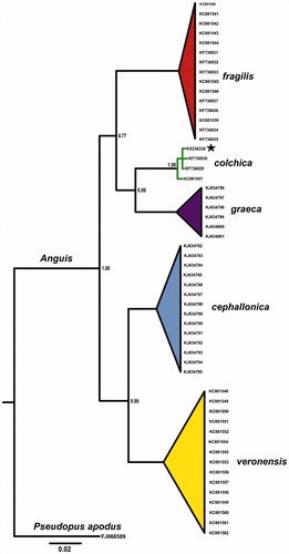 Figure 1. Bayesian phylogenetic tree of Anguis spp. representatives, created with 765 bp of ND2 gene alignment. The tree was created using GTR + I +G model of substitution, as suggested by jModelTest 2.1.10 (Guindon & Gascuel Citation2003; Darriba et al. Citation2012). Tree was generated with 10,000,000 MCMC generations and 25% of burn-in. The individual used for complete mitochondrial genome is marked by star. A homologous sequence of Pseudopus apodus (Pallas, 1775) was used as outgroup. GenBank accession numbers and Bayesian posterior probabilities of nodes are shown on the tree.