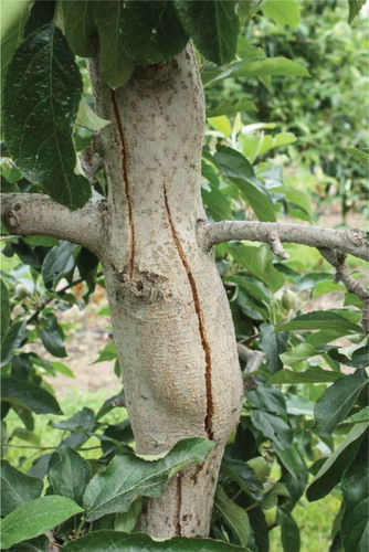 Fig. 1 (Colour online) Swelling and radial limb cracking on a symptomatic ‘Pacific Gala’ apple tree.