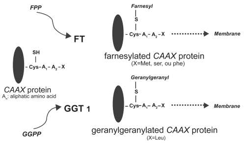Figure 2 Ftase catalyses the farnesylation step by recognizing the CAAX motif of the Ras C-terminus and transferring a 15-carbon farnesyl isoprenoid from farnesyl diphosphate to form a thioether bond with the Ras cysteine. In another principal prenylation reaction, protein geranylgeranyl transferases transfer either one or two 20-carbon geranylgeranyl isoprenoids from geranylgeranyl diphosphate to proteins (Rowinski et al 1999).