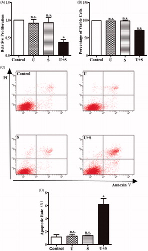 Figure 1. The effects of LIPUS and SonoVue on proliferation, viability and apoptosis of HRGEC. (A) MTT assay of HRGECs treated with LIPUS, SonoVue, or LIPUS combined with SonoVue. The optical density reading was converted to relative cell number. n = 4. n.s., non-significant. *p < .05; (B) Trypan blue exclusion of assay of HRGECs treated with LIPUS, SonoVue, or LIPUS combined with SonoVue. n = 4. n.s., non-significant. **p < .01; (C) Representative images of flow cytometry analyses of Annexin V/PI double staining for HRGECs with treated with LIPUS, SonoVue, or LIPUS combined with SonoVue, following by incubation with fresh media for 24 h. (D) Analyses of the apoptosis rate obtained from Annexin V-FITC/PI assay. n = 4. n.s., non-significant. *p < .05; U: LIPUS; S: SonoVue; U + S: LIPUS and SonoVue.