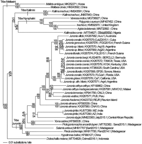 Figure 1. Maximum likelihood phylogeny (GTR + G model, G = 0.2250, likelihood score 105306.54771) of Kallimoides rumia and 38 additional mitogenomes from subfamily Nymphalinae based on 1 million random addition heuristic search replicates (with tree bisection and reconnection). One million maximum parsimony heuristic search replicates produced 8 trees (parsimony score 17652 steps) which differ from one another only by the arrangement of Junonia coenia mitogenomes and one of which has an identical tree topology to the maximum likelihood tree depicted here. Numbers above each node are maximum likelihood bootstrap values and numbers below each node are maximum parsimony bootstrap values (each from 1 million random fast addition search replicates).