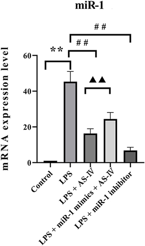 Figure 7 AS-IV decreases miR-1 mRNA expression in LPS-treated heart cells.