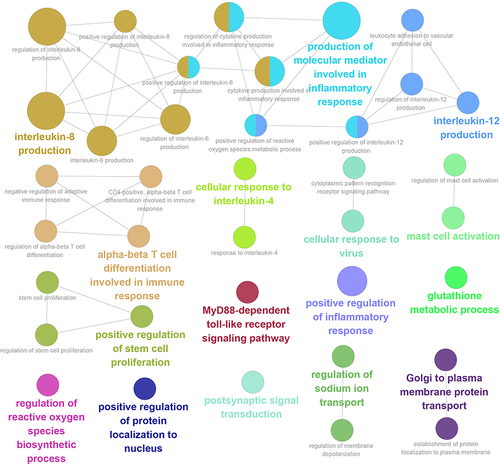 Figure 2 Gene Ontology (GO) and Kyoto Encyclopedia of Genes and Genomes (KEGG) in the candidate genes. Each node represented a signal/process, and the same signals/processes were showed with the same colors. Cluster analyses were performed on these signals/processes, and the significant signals/processes were indicated with bold and bigger nodes in the same cluster.