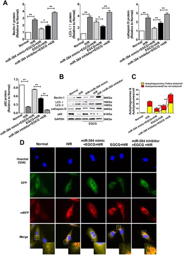 Figure 5 EGCG protected cardiomyocytes against H/R-Stimulated H9c2 cells injury through adjusting miRNA-384-5p to inactivate autophagy.