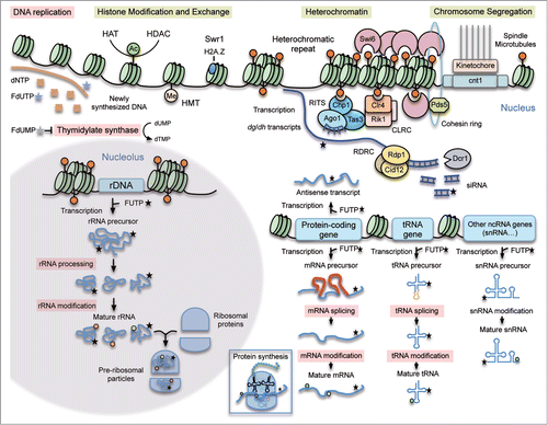 Figure 6. Mechanism of 5FU action. Summary of the major 5FU targets previously described in eukaryotic cells (pink boxes) and new potential ones predicted by our analysis in the fission yeast model (yellow boxes). 5FU is converted intracellularly into three main active metabolites: fluorodeoxyuridine monophosphate (FdUMP), fluorodeoxyuridine triphosphate (FdUTP) and fluorouridine triphosphate (FUTP). FdUMP affects DNA replication because it inhibits the thymidylate synthase causing a decrease in the production of dTMP. FdUTP misincorporated into DNA during replication interferes with the normal DNA metabolism. FUTP can be misincorporated into different types of RNA molecules directly involved in protein synthesis (mRNA, tRNA, rRNA, snRNA) or in other processes such as RNA-mediated heterochromatin formation (dg/dh transcripts) or transcription regulation (antisense transcripts). These 5FU-containing RNAs can undergo defective processing and post-transcriptional modifications affecting their normal functions. The new proposed 5FU targets in eukaryotic cells include heterochromatin, chromosome segregation and histone modification/exchange. When incorporated into centromeric transcripts, FUTP could alter the RNA-mediated heterochromatin formation. In S. pombe the RNA-directed RNA polymerase complex (RDRC) copies the centromeric transcripts into dsRNA that are further processed by Dicer (Dcr1) into siRNA. The RITS complex loads these siRNA molecules, which facilitates its positioning at heterochromatic regions. The Clr4 methyltransferase complex (CLRC) methylates H3K9 providing a platform to recruit proteins necessary for heterochromatin formation and spreading. Chromosome segregation is also affected in 5FU-treated cells maybe as an indirect consequence of heterochromatic defects.