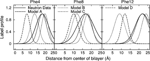 Figure 1.  A schematic representation of the label positions in the NPT ensemble. Comparison is shown between each of the four simulated model, as well as experimental data (Davies et al. [Citation2003]).