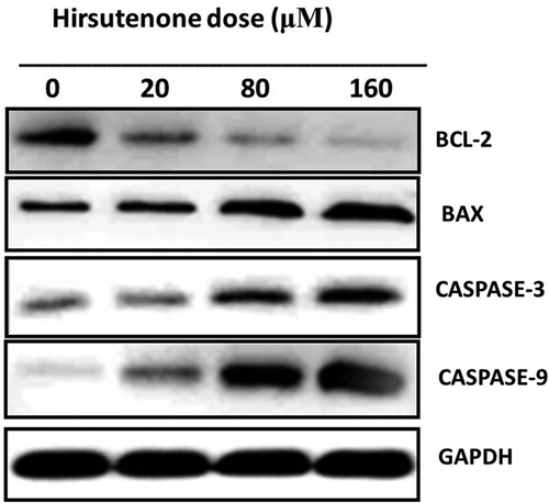 Figure 6. Results representing the activity of pro and anti-apoptotic proteins including caspases (−3, −8 and −9). Experiments were repeated three times.