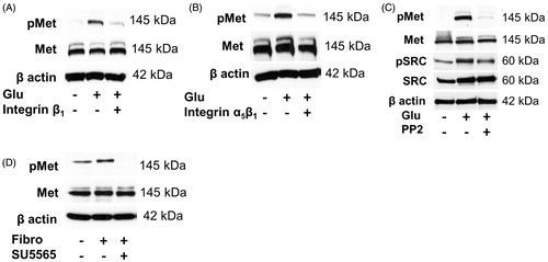 Figure 4. High-glucose-induced phosphorylation of Met receptor is mediated by activation of integrin α5β1 and Src tyrosine kinase. Representative immunoblots show Met phosphorylation in HK2 incubated for 48 h in control, high glucose medium (Glu) or in high glucose medium coincubated with (A) anti-integrin β1 (10 μg/ml) blocking antibody, (B) anti-integrin α5β1 (10 μg/ml) blocking antibody or (C) Src tyrosine kinase inhibitor PP2 (10 μM) (D). Fibronectin-induced Met phosphorylation is inhibited by Src tyrosine kinase inhibitor SU6656 (5 μM). Representative blots show Met receptor phosphorylation in cells seeded in uncoated, fibronectin-coated (0.1% solution) and fibronectin-coated plates incubated with Src tyrosine kinase inhibitor SU6656 (5 μM) for 48 h.