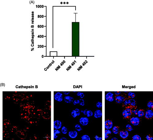 Figure 7. Long and rigid MWCNTs (NM401) trigger cathepsin B release. (A) Macrophage-differentiated THP-1 cells were exposed to MWCNTs (25 µg/mL) for 24 h and the release of cathepsin B was determined using Magic Red™, a cathepsin B substrate. (B) Representative confocal microscopy images confirmed the expression of cathepsin B in unexposed cells. Nuclei were counterstained with DAPI. Scale bars:10 µm. Refer to Figure S5 for the corresponding results in neutrophil-like HL-60 cells.