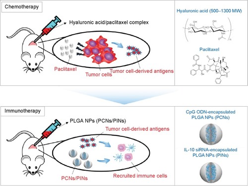 Figure 1 Schematic illustration of the sequential delivery of a chemotherapeutic drug (HA/PTX) followed by immunomodulatory PLGA NPs (PCNs and PINs) as a chemoimmunotherapy.Notes: Water-insoluble PTX was dispersed in water using HA to generate a TAA in the tumor microenvironment. For combined immunomodulation of BMDCs, we fabricated two types of PLGA NPs that contained CpG ODNs for the activation of BMDCs via TLR9 (CpG ODN-encapsulated PLGA NPs, PCNs) and siRNA for the silencing of IL-10 expression (IL-10 siRNA-encapsulated PLGA NPs, PINs).Abbreviations: HA, hyaluronic acid; PTX, paclitaxel; PLGA, poly(lactic-co-glycolic acid); NP, nanoparticle; TAA, tumor-associated antigen; BMDC, bone marrow-derived dendritic cell; CpG ODN, cytosine–phosphate–guanosine oligodeoxynucleotides; TLR, Toll-like receptor; siRNA, small interfering RNA; IL, interleukin.