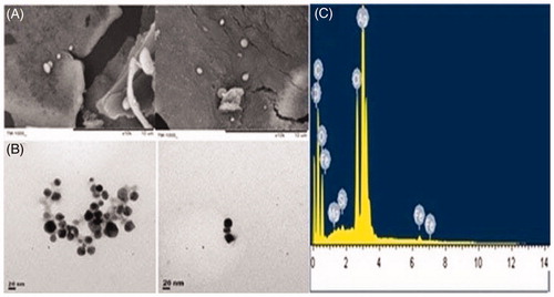 Figure 3. (A) SEM, (B) TEM images of AgNPs synthesized by reducing 3 mM AgNO3 using aqueous pulp extract of C. fistula, (C) EDX results of the AgNPs formation.