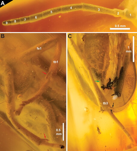 Figure 4. †Rovnotaxonus aristovi gen. et sp. nov., female holotype (SIZK ZH-69). A, antenna; B, fore legs, ventral; C, hind leg and tip of abdomen, ventral. Red arrows = calcar; green arrow = 3rd valvula; black arrows = hind tibial apical spurs. Abbreviations: 3vv, 3rd valvula; fe1, fore femur; tb1, fore tibia; tb3, hind tibia. Numbers in A refers to antennomeres 1–9.