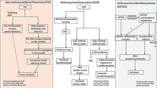 Figure 2. Simplified representation of proposed mechanism of action of pixantrone (PIX), doxorubicin (DOX) and mitoxantrone (MITOX).CYP P450, cytochrome P450; Fe, iron; MPO, myeloperoxidase; REDOX, reduction-oxidation; ROS, reactive oxygen species; TOPOII, topoisomerase II.Question marks indicate uncertainty.Data for PIX are from Adnan et al 2010 [Citation24], Evison et al 2007 [Citation23], Evison et al 2008 [Citation22], Evison et al 2009 [Citation21], Beeharry et al 2015 [Citation25] and Ng et al 2017 [Citation20]. Data for DOX are from Patel & Kaufman 2012 [Citation10], Sawyer 2013 [Citation12] and Zhang 2012 [Citation46]. Data for MITOX are from Atwal et al 2017 [Citation47], Faulds et al 1991 [Citation16] and Damiani et al 2016 [Citation48]. © Les Laboratoires Servier, 2018 (published with permission)