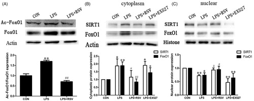 Figure 7. Acetylation of FoxO1 and nucleus-cytoplasm distribution of SIRT1/FoxO1. A. Protein expression of acetylated FoxO1 in INS-1 cells by LPS stimulation with or without RSV for 24 h. B. Cytoplasmic protein expression of SIRT1 and FoxO1. C. Nuclear protein expression of SIRT1 and FoxO1. Values are means ± SD of more than three individual experiments. * p < .05, ** p < .01 vs. control. ## p < .01, # p < .05 vs. LPS group.