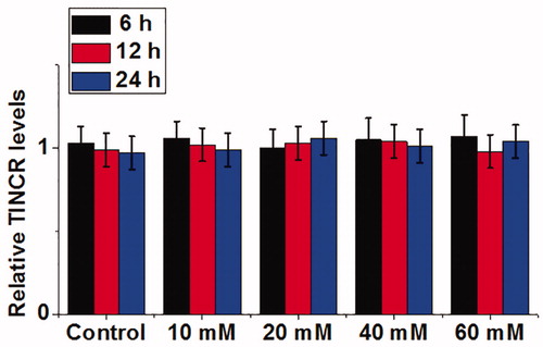 Figure 3. Effects of high glucose treatment on TINCR expression in cells of human cardiomyocyte cell line AC16. The experiments were performed for three times. Data here were represented by mean ± standard deviation.