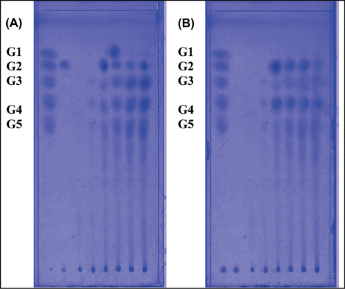 Figure 6.  TLC analyses of reaction products of Bidhi (A) and Kahli (B) amylase from the left to right; standard oligosaccharides (lane 1), saccharose (lane 2), reaction products for 0 min (lane 3), 5 min (lane 4), 15 min (lane 5), 30 min (lane 6), 45 min (lane 7) and 60 min (lane 8). Lane 1 indicates the standard oligosaccharides (G1, glucose; G2, maltose; G3, maltotriose; G4, maltotetraose; G5, maltopentose).