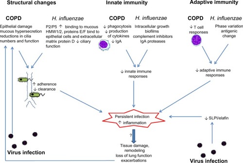 Figure 1 Interactions between chronic obstructive pulmonary disease (COPD), virus infection, and persistent infection with Haemophilus influenzae. Structural changes in the airways and impaired innate and acquired immunity in COPD are exploited by H. influenzae, leading to failure to eradicate the organism and persistent infection. Virus infections may also cause epithelial damage and immune suppression and may favor persistent infection. Persistent infection with H. influenzae enhances airway inflammation and may contribute to disease progression in COPD.