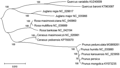 Figure 1. The phylogenetic tree based on the 14 plant species complete chloroplast genome sequences using the Maximum-Likelihood (ML) method (bootstrap repeat is 2,000). The length of branch represents the divergence distance. All the plant species chloroplast genomes in this study have been deposited in the GenBank.