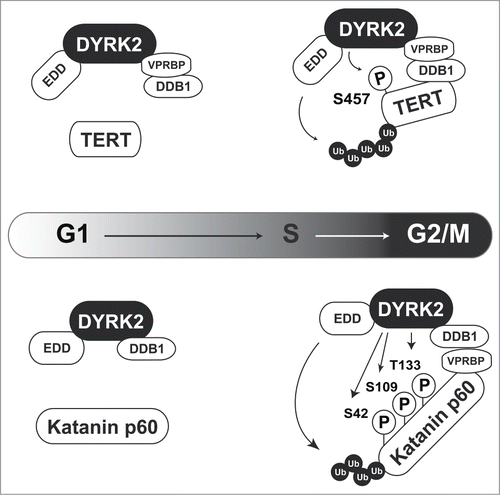 Figure 2. DYRK2 regulates TERT and Katanin stability as a scaffold protein for the EDVP complex. In G2/M phase, DYRK2 phosphorylates TERT (upper) and Katanin p60 (lower). These phosphorylations trigger ubiquitin ligase EDD-mediated ubiquitination.