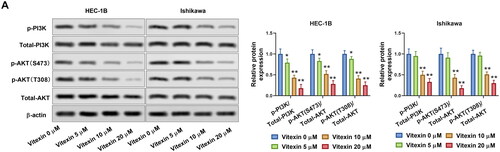 Figure 5. Vitexin suppresses activation of the PI3K/AKT pathway. (A) The protein levels of p-PI3K, total PI3K, p-AKT (S473), p-AKT (T308), and total AKT after treatment with vitexin (0, 5, 10, 20 μM) for 24 h were measured using Western blots. *p < 0.05; **p < 0.01 vs. vitexin 0 μM group.