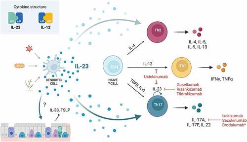 Figure 1. Mechanisms of IL-23 signaling and IL-23/Th-17 blockade on T-cell-mediated inflammation. This figure illustrates proposed mechanisms by which IL-23 amplifies Th2- and Th17-mediated inflammation. In response to antigen stimulation, antigen presenting cells such as dendritic cells secrete IL-23, which primarily acts on Th17 cells to potentiate Th17 cell proliferation and function, thereby enhancing neutrophilic inflammation. It may also act on airway epithelium to increase secretion of alarmins, IL-33 and TSLP, which act on ILC2s to amplify the Th2 response. This may provide a pathway by which IL-23 increases eosinophilic inflammation, which is seen both clinically and in animal models. Created with BioRender.com.