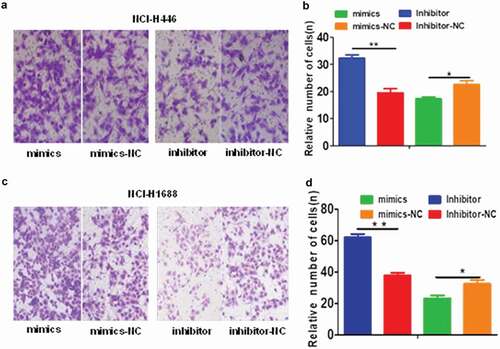 Figure 4. Effects of miR-485-5p and its inhibitor on the cell migration ability in NCI-H446 and NCI-H1688 cells. Cell migration was determined by Boyden chamber assay. The number of cells migrated across the membrane were quantified and expressed as mean ± SEM from three independent experiments. (a), Boyden chamber assay of NCI-H446 cells; NCI-H446 cells were transfected with miR-485-5p mimics, miR-485-5p inhibitor or their corresponding controls (mimics-NC, inhibitor-NC), respectively; (b), comparison of the number of migrated cells among the NCI-H446 cells transfected with miR-485-5p mimics, miR-485-5p inhibitor or their corresponding controls; (c), NCI-H1688 cells were transfected with miR-485-5p mimics, miR-485-5p inhibitor or their corresponding controls (mimics-NC, inhibitor-NC), respectively; (d), comparison of the number of migrated cells among the NCI-H1688 cells transfected with miR-485-5p mimics, miR-485-5p inhibitor or their corresponding controls (n=3, *p<0.05, **p<0.01).