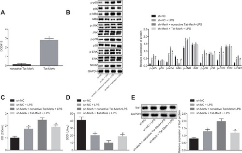 Figure 6 Tat-MsrA fusion protein suppresses LPS-induced cellular inflammatory response by inactivating the NOX2-MAPKs/NF-κB signaling pathway. (A) detection of the activity of Tat-MsrA fusion protein; (B) Western blot analysis of NOX2-MAPKs/NF-κB signaling pathway-related proteins in cells; (C) detection of intracellular ROS in cells; (D) detection of SOD activity; (E) Western blot analysis of Iba1 protein in cells. In panel (A), *p < 0.05, compared to treatment with nonactive Tat-MsrA. In panel (B–E), *p < 0.05, compared to treatment with sh-NC. #p < 0.05, compared to treatment with sh-MsrA + nonactive Tat-MsrA + LPS. The values are measurement data, expressed as mean ± standard deviation, and the comparisons between multiple groups were analyzed by one-way ANOVA, followed by Tukey’s post hoc test, and the experiment was repeated three times.