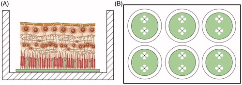 Figure 2. Organotypic culture design. (A) The retinas were mounted with the photoreceptors in direct contact to the Teflon disc. (B) After extraction from the eyeball, four cuts were made in the retina to facilitate attachment. Two retinas were cultured in each well.