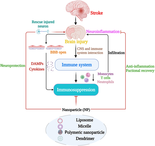 Figure 1 Illustration of the relationships between stroke, brain injury, and immunodepression and the role of nanotechnologies. The diagram illustrates the sequence of events following a stroke. Initially, stroke causes brain injury, leading to the opening of the blood‒brain barrier (BBB) and the release of damage-associated molecular patterns (DAMPs). This influences the peripheral immune system, particularly affecting T-cell function and leading to a state of immunodepression. Concurrently, the brain interacts with the immune system, further intensifying this immunodepression. Following these initial changes, peripheral immune cells, including neutrophils, monocytes, and T cells, are recruited to the ischemic brain, where they exacerbate neuroinflammation and reinforce the immunosuppressive state. Nanotechnologies are potential tools for intervening in this cascade and have potential applications in acute neuroprotection, anti-inflammatory therapy, and T-cell targeting strategies aimed at attenuating poststroke immunodepression.