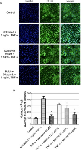 Figure 7 Boldine inhibits TNF-α-induced NF-κB nuclear translocation. (A) Photographs of intracellular targets of stained MDA-MB-231 cells, treated with boldine or curcumin (positive control) for 3 hours and then stimulated for 30 minutes with 1 ng/mL TNF-α (NF-κB activation). (B) Representative bar chart indicating that treatment with boldine partially blocked NF-κB translocation from the cytoplasm to the nucleus in TNF-α-stimulated MDA-MB-231 cells. Data were evaluated with the Student’s t-test (*P<0.05).