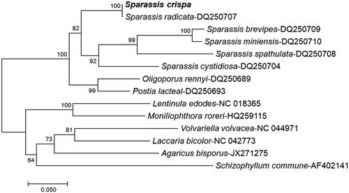 Figure 1. Phylogenetic tree of S. crispa with other closely related fungal species. The tree was constructed by neighbor-joining method based on the atp6 nucleotide sequence using MEGA7 software. Bootstrap test data of 1000 replicates showing less than 70% site coverage were eliminated.