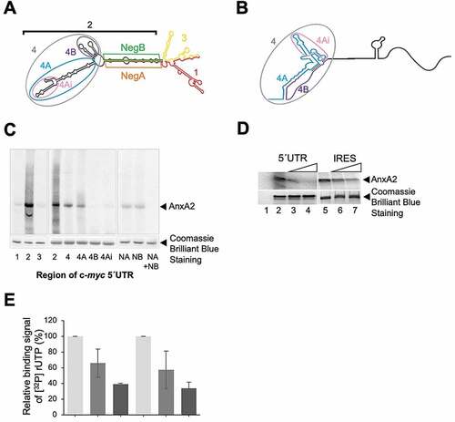 Figure 1. Annexin A2 binds to the c-myc IRES. Panel A: Schematic representation of the predicted secondary structure of mouse c-myc 5ʹUTR using Sfold and the different regions (transcripts) of c-myc 5ʹUTR used in the binding experiments. Panel B: Schematic representation of the locations of regions 4A, 4Ai and 4B of mouse c-myc IRES in the experimentally deduced human c-myc IRES (adopted from [Citation53]). Panel C: The binding of different radiolabelled [α32P]-rUTP c-myc 5ʹUTR transcripts to 3 μM AnxA2 in the presence of 70 µM Ca2+. 15 fmoles of regions 1–4Ai and the stem region of region 2, consisting of NegA (NA) and NegB (NB), as indicated in Panel A, were UV-crosslinked with AnxA2. AnxA2 stained with Coomassie Brilliant Blue served as a loading control. Panel D: UV-crosslinking of 3 μM of recombinant AnxA2 bound to 20 fmoles of uniformly radiolabelled full-length c-myc 5´UTR transcript alone (lanes 2 and 5), and to increasing amounts (10- or 50-fold molar excess) of the unlabelled c-myc full-length 5´UTR (lanes 3 and 4, respectively), and region 4A of the 5´UTR (lanes 6 and 7, respectively). Lane 1 contained only the radiolabelled full-length c-myc 5´UTR transcript to assess the effect of the RNAses added after UV-exposure. AnxA2 stained with Coomassie Brilliant Blue served as a loading control. Note that the protein bands in the upper gel were slightly blurred during drying before exposure to screens and phosphor imaging. Panels C and D: The transcripts were covalently bound to AnxA2 in the presence of 1 μg/μL yeast tRNA to inhibit non-specific RNA binding and then subjected to 10% SDS-PAGE. The binding was visualized using screens and phosphor imaging after ON exposure. AnxA2 is indicated to the right. Panel E: Histogram of the results of the binding competition; UV-crosslinking of 3 μM of recombinant AnxA2 bound to 20 fmoles of uniformly radiolabelled full-length c-myc 5´UTR transcript alone (columns 1 and 4), and to increasing amounts (10- or 50-fold molar excess) of the unlabelled c-myc full-length 5´UTR (columns 2 and 3, respectively), or region 4A of the 5´UTR (columns 5 and 6, respectively). The mean of two experiments is shown