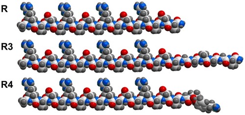 Figure 1 Projection formula of peptides RADA16-I (R), R3, and R4.Notes: Carbon atoms are white, oxygen atoms are red, nitrogen atoms are blue, and hydrogen atoms are gray. In this conformation, for RADA16-I, all the lysine and aspartic acid side chains face in one direction, and all alanine side chains face in the other direction to create two distinct faces: the hydrophobic and the hydrophilic. There is a turn at proline residue for R4.