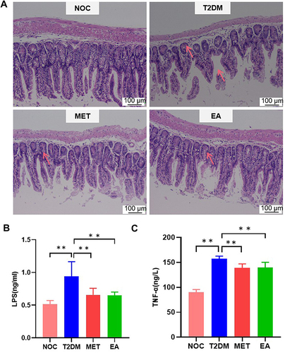 Figure 6 Pathological images of the ileum and serum inflammatory factors in each group. (A) H&E staining (n=4). Serum LPS (B) and TNF-α (C) levels were detected with ELISA kits. Data are shown as the mean ± SEM. **p < 0.01 (n = 8).