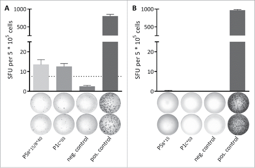 Figure 2. Spontaneous memory T cell responses are detectable in a leukemia patient. The presence of memory T cell responses in leukemia and lymphoma patients was analyzed using 12-d recall IFNγ ELISPOT assays. (A) In a single (out of 22 tested) MYD88L265P+ NHL patients (CLL-05-R) IFNγ secretion was observed after stimulation with the MYD88L265P-derived peptides P5B*15/B*40 (HQKRPIPI) and P1C*03 (RPIPIKYKAM). (B) Representative example of a MYD88L265P+ patient (CLL-03-R) where no IFNγ secretion was observed after stimulation with the MYD88L265P-derived peptides P5B*15 (HQKRPIPI) and P1C*03 (RPIPIKYKAM). An EBV epitope mix containing the frequently recognized peptides BRLF1 109–117 YVLDHLIVV (HLA-A*02) and EBNA3 247–255 RPPIFIRRL (HLA-B*07) served as positive control. Benign-tissue derived peptide DDX5 YLLPAIVHI (HLA-A*02) served as negative control. The dotted line indicates the 3-fold number of spot forming unit of the negative control. Error bars indicate ± SEM of two independent replicates. Abbreviations: SFU, spot forming unit; neg., negative; pos., positive; SEM, standard error of the mean.