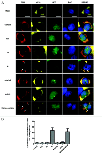 Figure 5. AcGFP reporter mRNAs containing 3′-UTR inverted Alu repeats accumulate into stress granules. AcGFP transcripts carrying 3′-UTR inverted Alu repeats (red) co-localize with eIF3η (Cy5, pseudocolored yellow) into stress granules. The presence of AcGFP mRNA (red) aggregates that co-localize with eIF3η (Cy5, pseudocolored yellow) into stress granules was restricted to 293 cells transfected by pAluIR or pIRcompensatory. Nuclei are stained with DAPI (blue). Right panels represent a merge of the RNA, eIF3η, GFP, and DAPI signals. White arrowheads indicate AcGFP mRNA granules. White arrows indicate colocalization of AcGFP mRNA and eIF3η into stress granules. Scale bars: 10 μm. (B) Quantification of the percentage of cells with co-localized AcGFP mRNA and stress granules. Percentages are averages of three independent experiments in which five random microsope fields were selected and at least 100 cells scored for colocalization of AcGFP mRNA with stress granules.